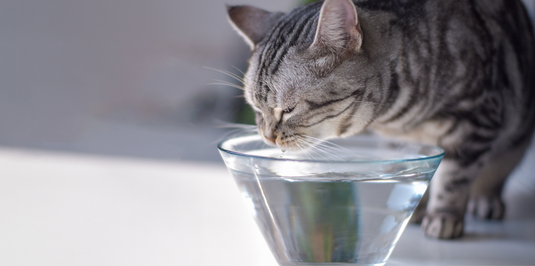 Urgent health alert for pets: why tap isn’t safe enough